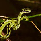 Eine prächtige Schlange aus den Tropischen Regenwald von Sri Lanka