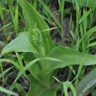 Eine Prinzessin entblättert: die Knospe der Barlia metlesiciana (Himantoglossum metlesicsianum)