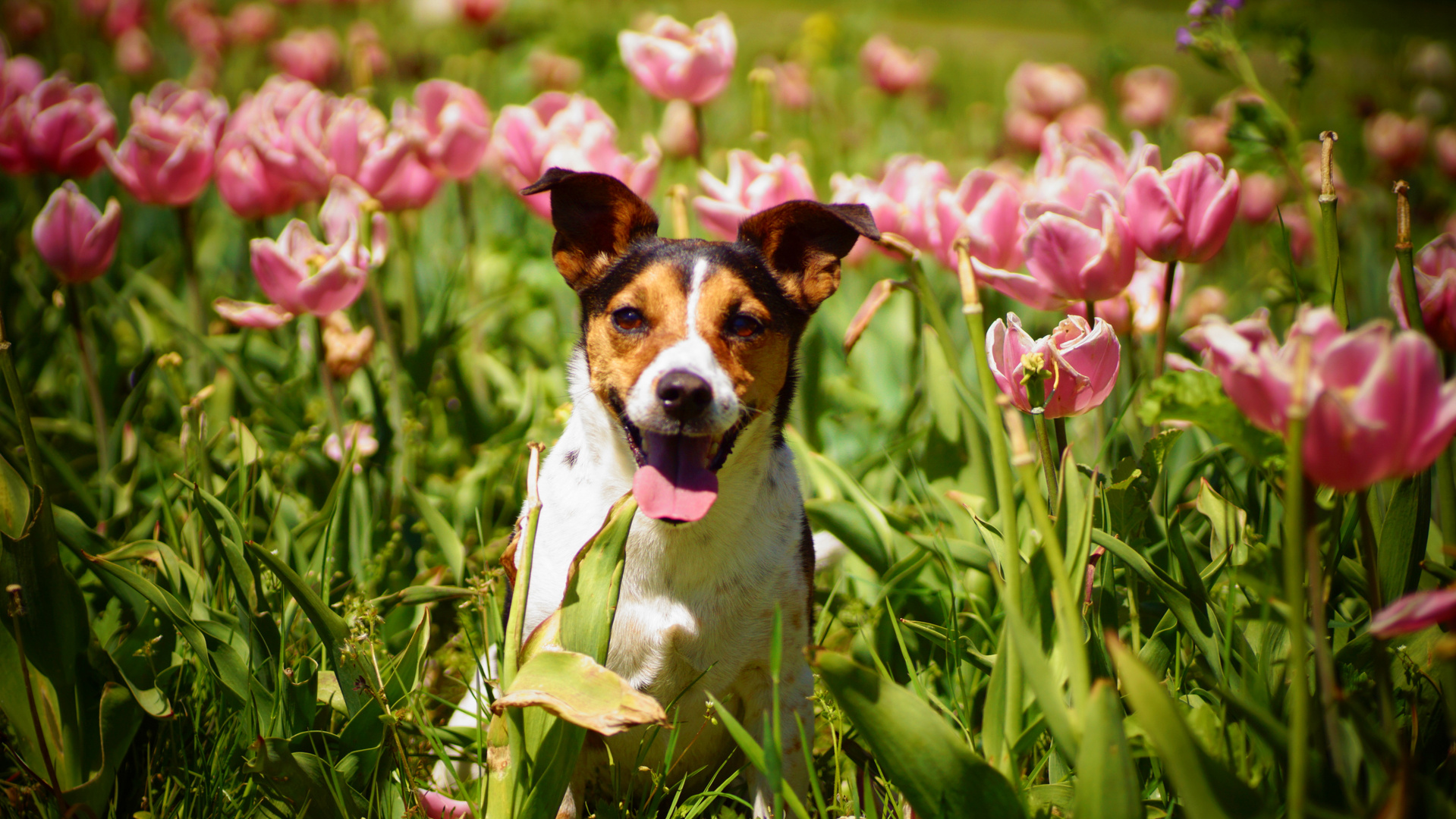 Eine Prinzessin in den Tulpen