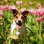 Eine Prinzessin in den Tulpen