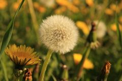 Eine Pusteblume