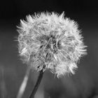 eine "Pusteblume"