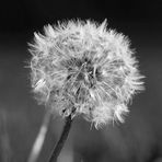 eine "Pusteblume"