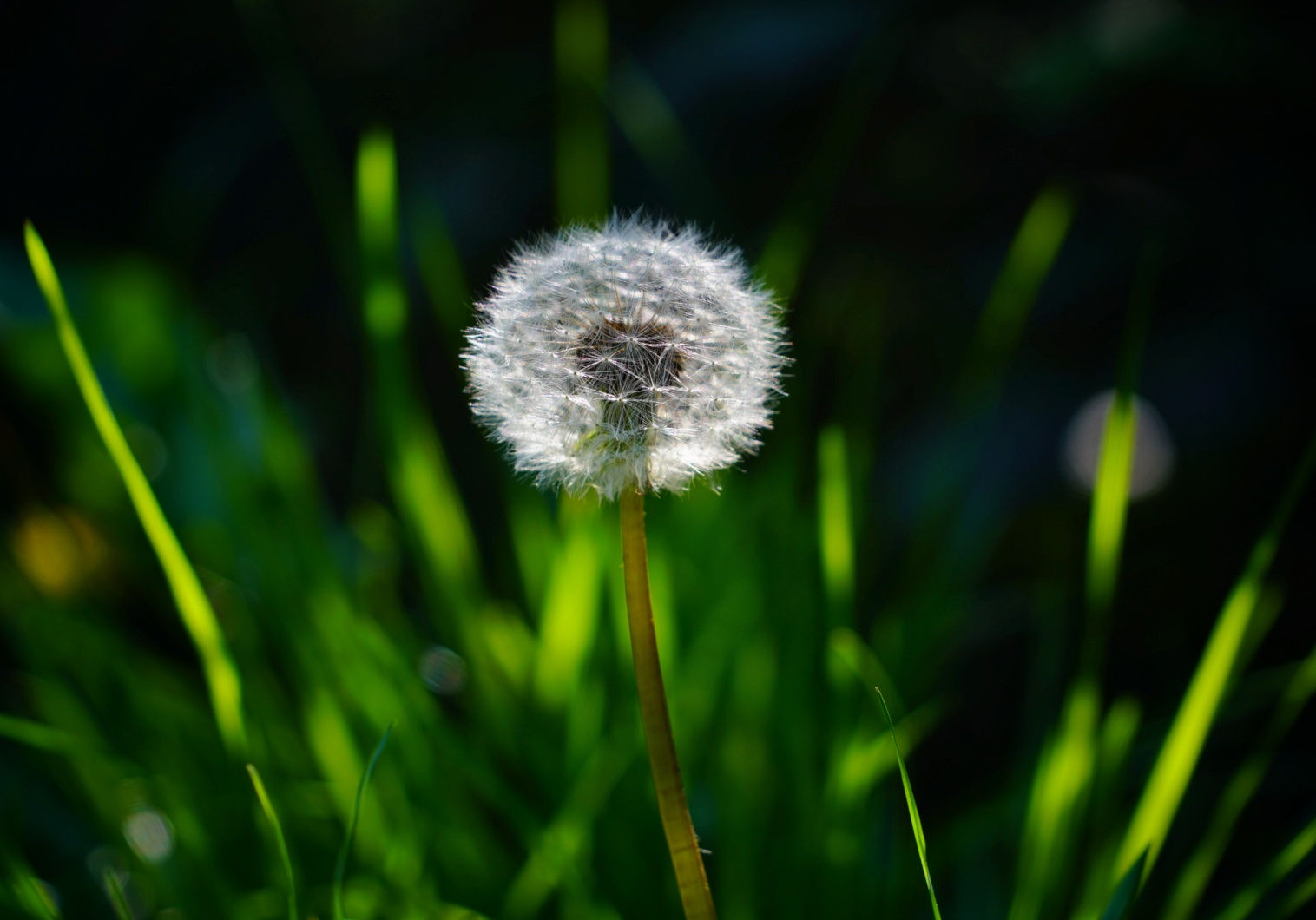 Eine Pusteblume... 