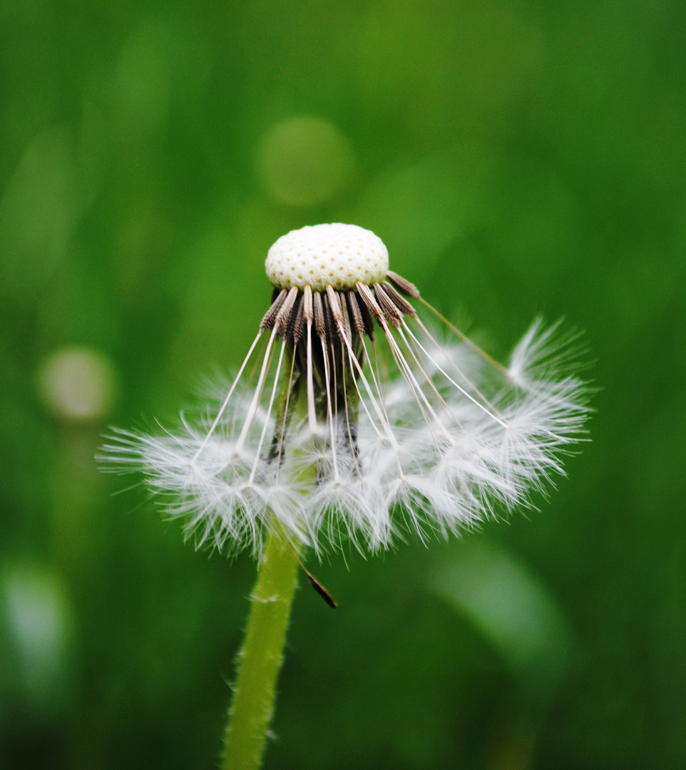 Eine Pusteblume...