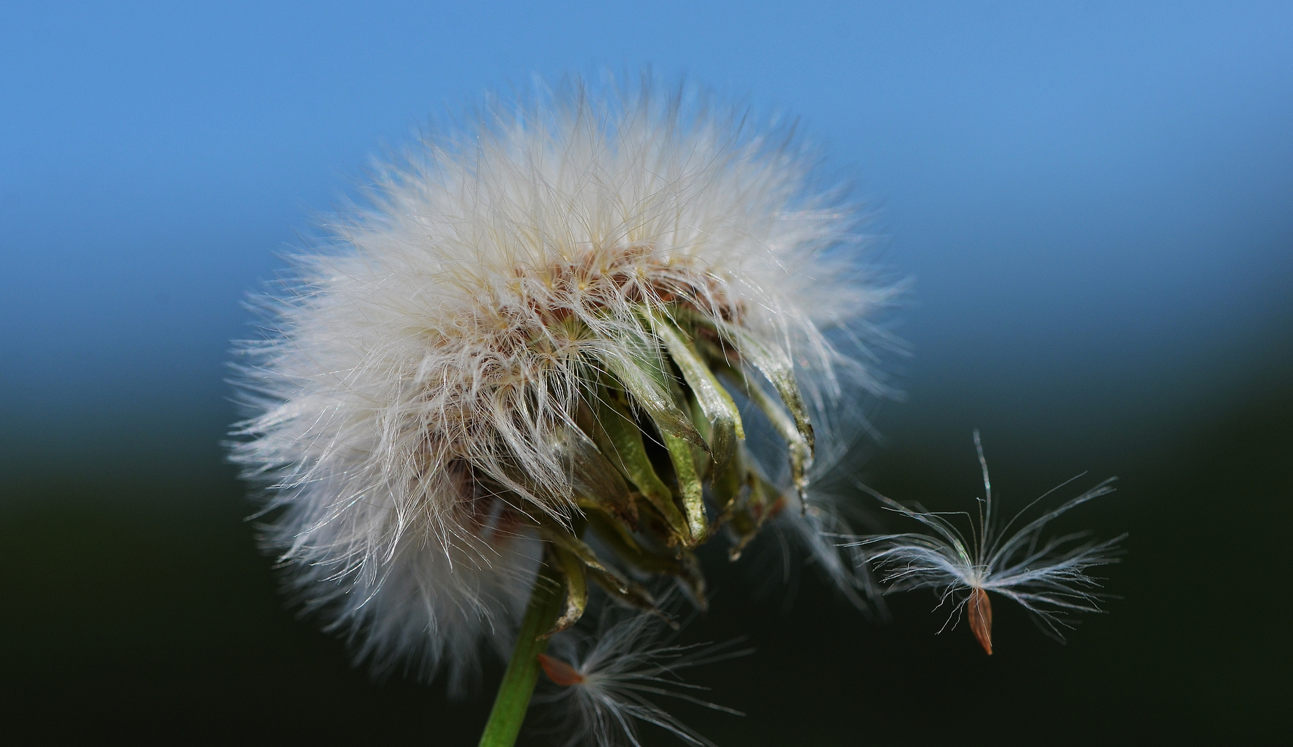 Eine Pusteblume .....