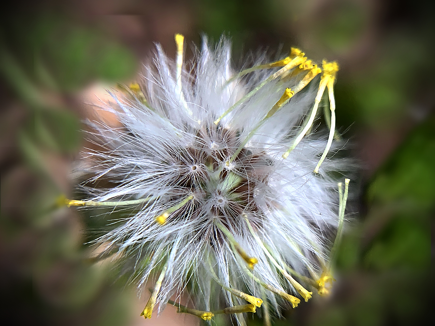 Eine Pusteblume entsteht ...