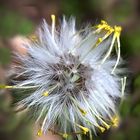 Eine Pusteblume entsteht ...