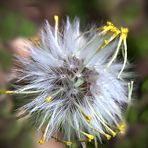 Eine Pusteblume entsteht ...