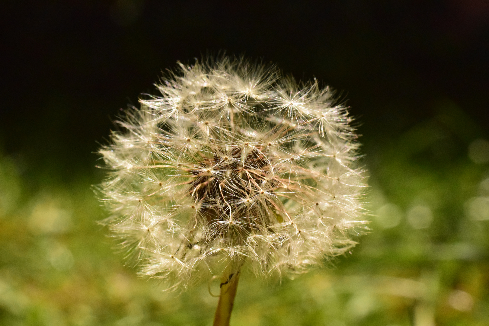 Eine Pusteblume