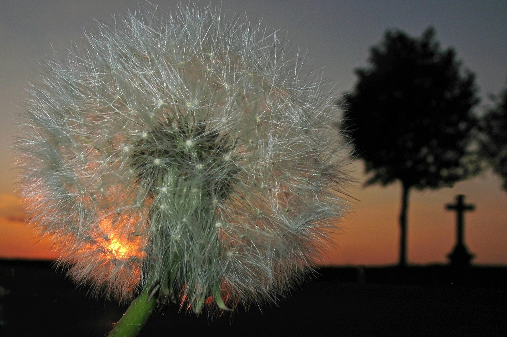 Eine Pusteblume in der Abendsonne