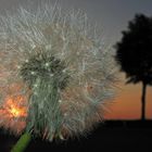 Eine Pusteblume in der Abendsonne