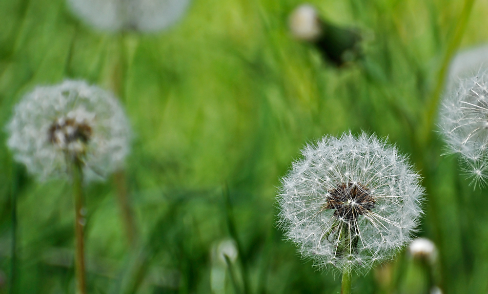 eine Pusteblume kann man nicht verschenken