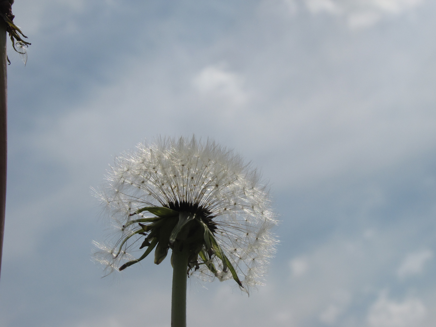 Eine Pusteblume kann man nicht verschenken ...