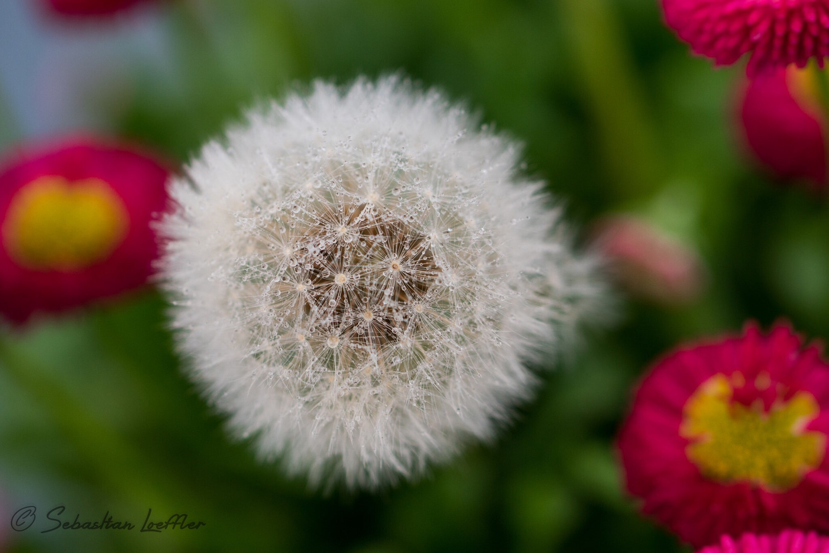 Eine Pusteblume nach einem Frühlingsregen