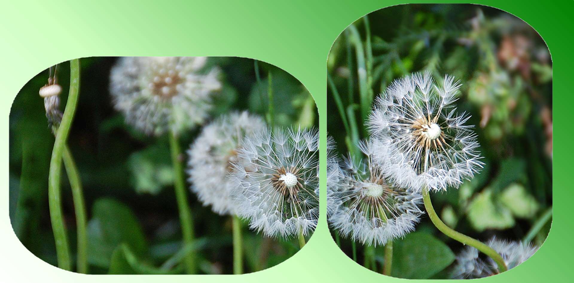 eine Pusteblume und ein Pusteblumerich ...