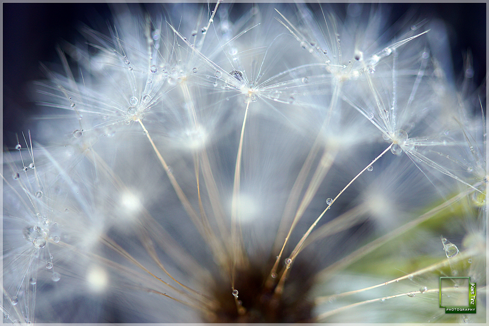 Eine Pusteblume wird niemals versuchen, ihre Schirmchen festzuhalten.