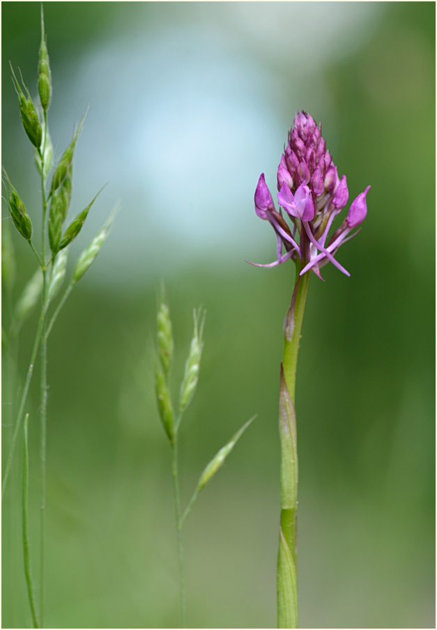 Eine Pyramidenorchis