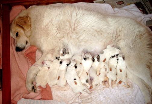 Eine Pyreneese Berghund und 12 kleine