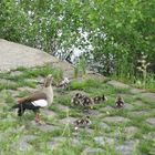 Eine quirlige Familie Nilgans..