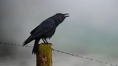 Eine Rabenkrähe ruft in den Nebel hinaus