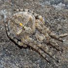 Eine Radnetzspinne, Araneus circe?, auf der dunkeln Felswand. - Une araignée sur une paroi rocheuse.