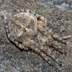 Eine Radnetzspinne, Araneus circe?, auf der dunkeln Felswand. - Une araignée sur une paroi rocheuse.