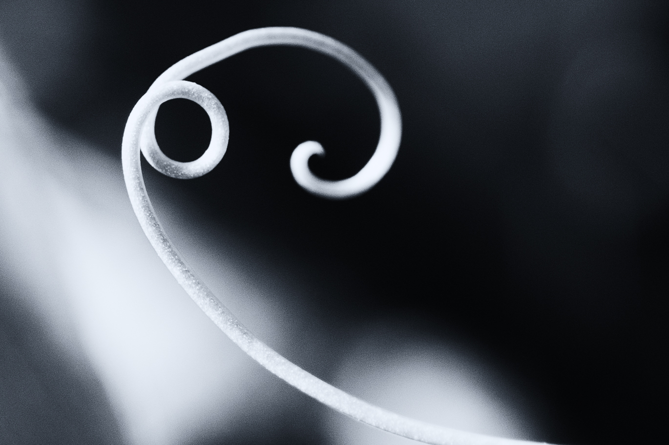 Eine Ranke Foto & Bild | abstraktes, linien, motive Bilder auf