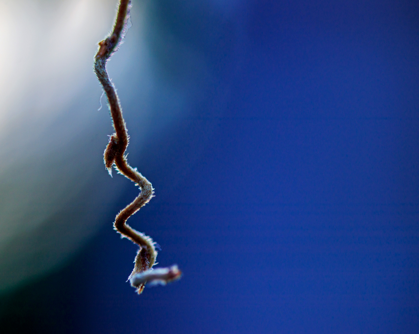 Eine Ranke des Blauregens (Wisteria) im Gegenlicht