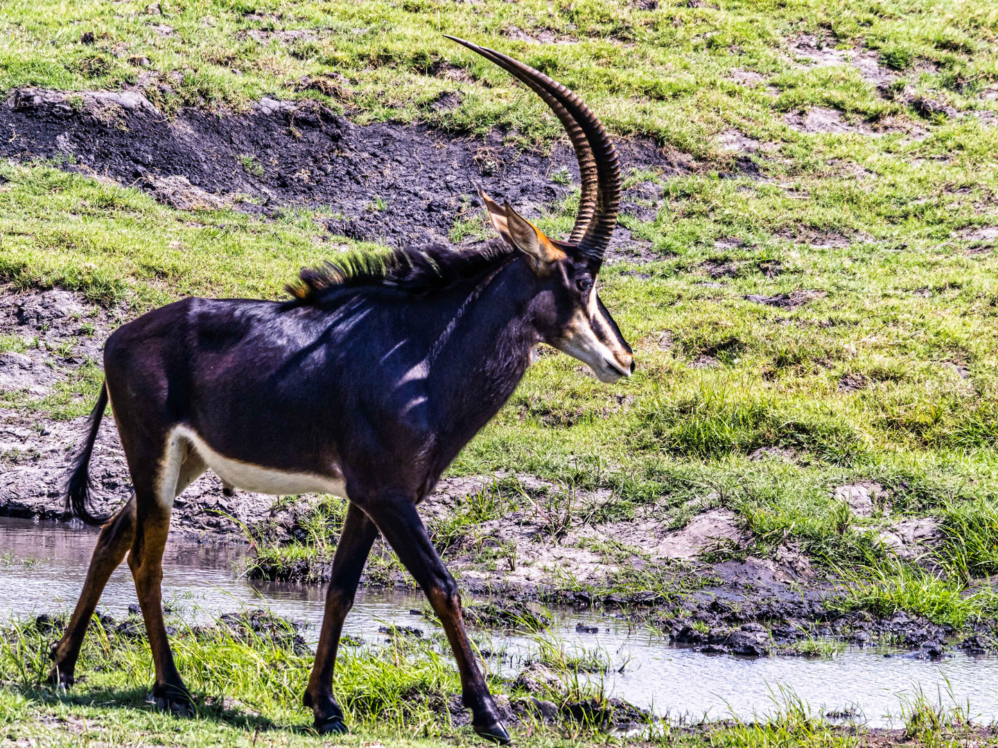 Eine Rappenantilope schreitet zum Fluss