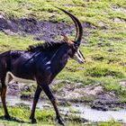 Eine Rappenantilope schreitet zum Fluss