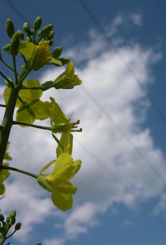 Eine Rapsblüte von der Seite