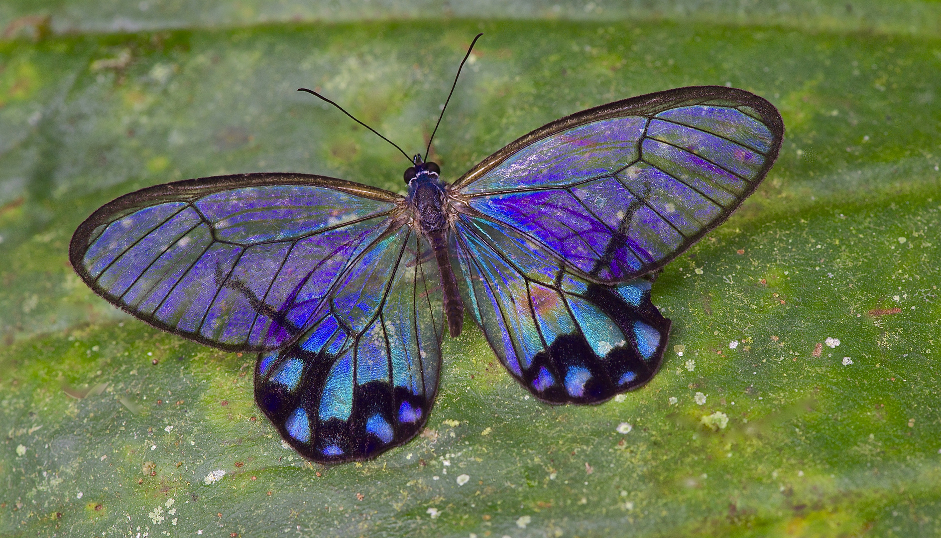 Eine Rarität aus dem Bergregenwald von Ecuador