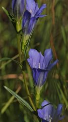 Eine Rarität: der Lungenenzian (Gentiana pneumonanthe)