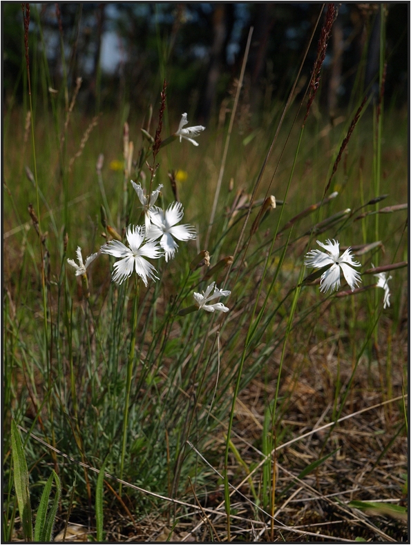 Eine Rarität in Mitteleuropa: Dianthus arenarius – die Sand-Nelke