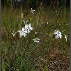 Eine Rarität in Mitteleuropa: Dianthus arenarius – die Sand-Nelke