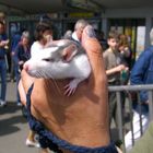 Eine Ratte...