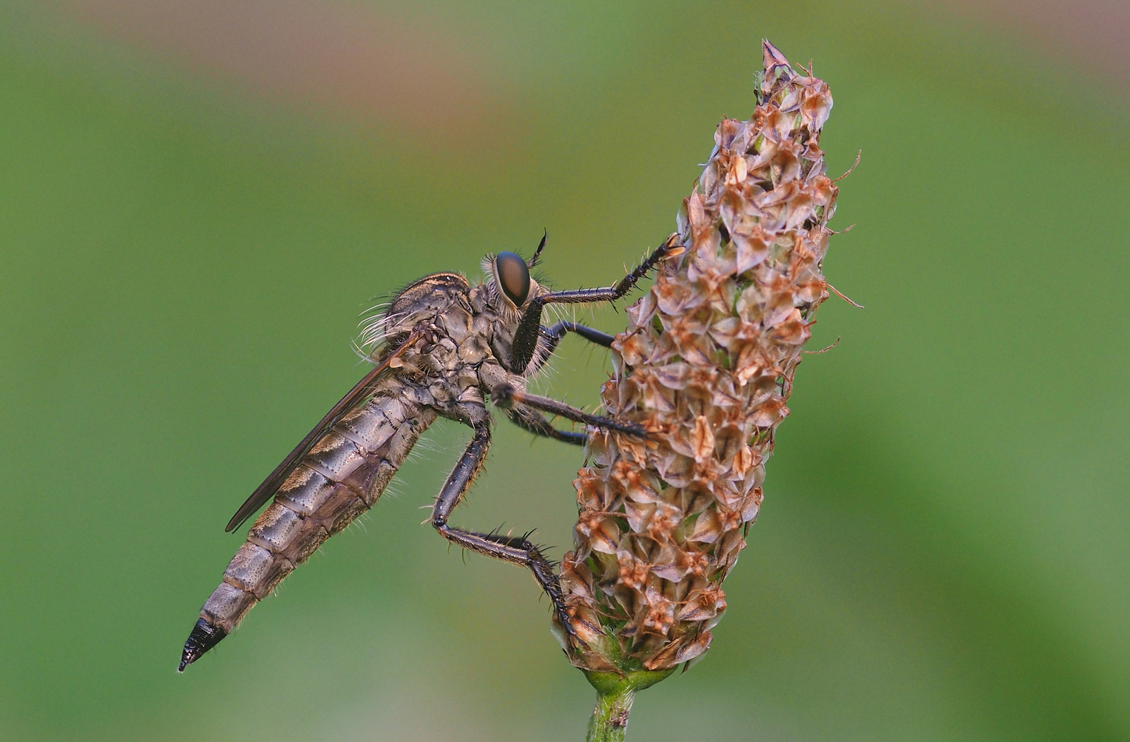 Eine Raubfliege