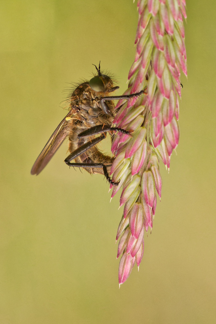 Eine Raubfliege