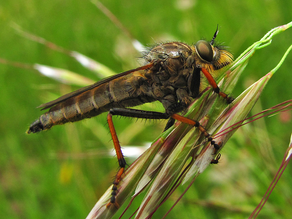 Eine Raubfliege