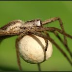 Eine Raubspinne(?) mit Eikokon....