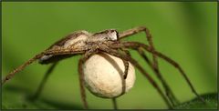 Eine Raubspinne(?) mit Eikokon....