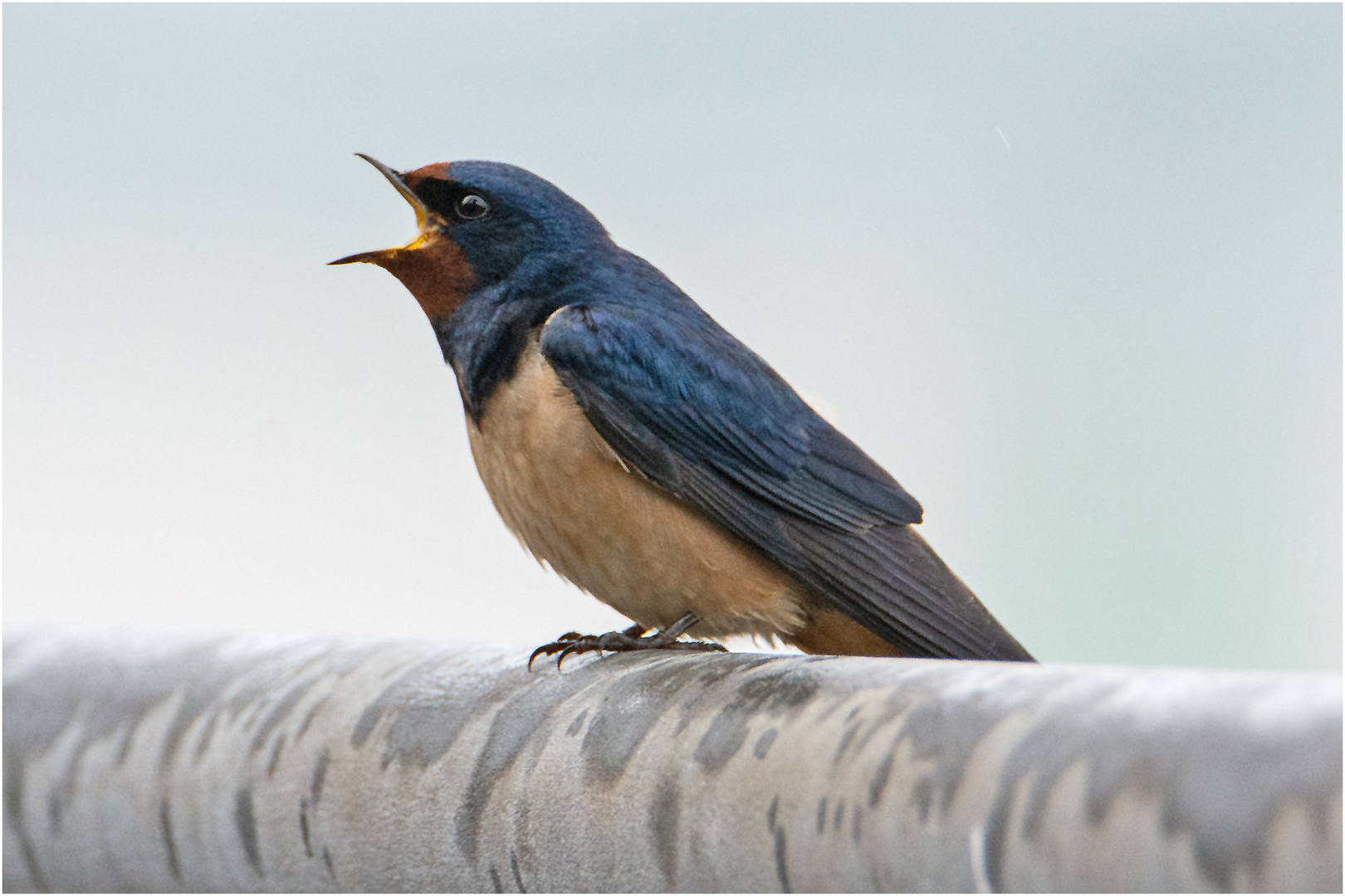 Eine Rauchschwalbe (Hirundo rustica) macht noch keinen Sommer, . . .