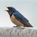 Eine Rauchschwalbe (Hirundo rustica) macht noch keinen Sommer, . . .