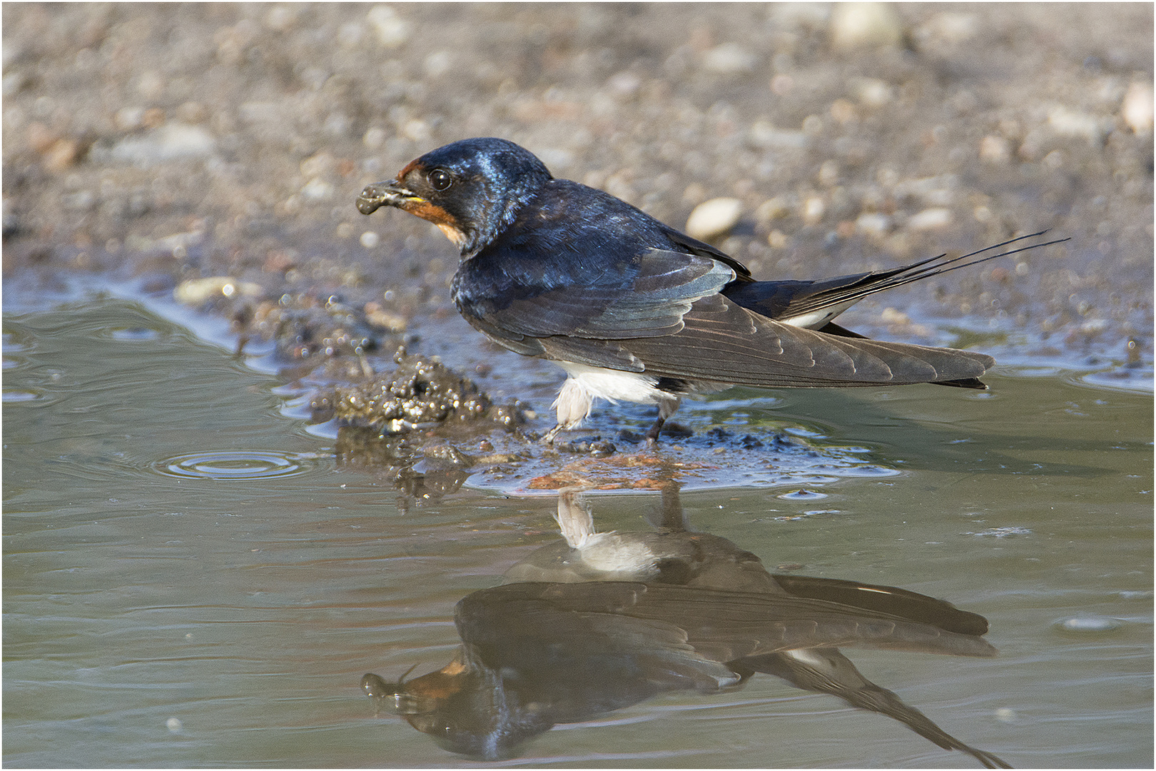 Eine Rauchschwalbe (Hirundo rustica) mischte sich . . .