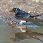 Eine Rauchschwalbe (Hirundo rustica) mischte sich . . .