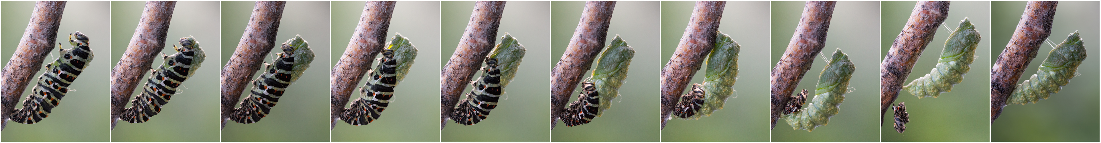 Eine Raupe auf dem Weg zum Schmetterling