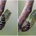 Eine Raupe auf dem Weg zum Schmetterling