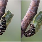 Eine Raupe auf dem Weg zum Schmetterling