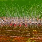 Eine Raupe aus dem Tropischen Regenwald von Borneo